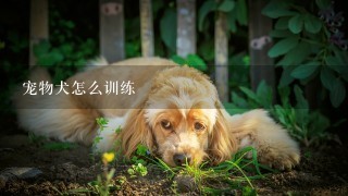 宠物犬怎么训练