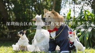 深圳南山区西丽镇附近有宠物店吗? 要怎么走?