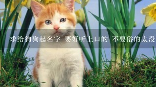 求给狗狗起名字 要好听上口的 不要俗的太没有内涵的 公狗 金毛 几个月