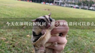 今天在深圳公园捉到一只小蜥蜴请问可以养么这是什么