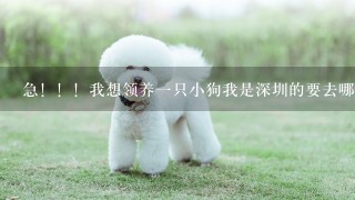 急！！！我想领养一只小狗我是深圳的要去哪里领养呢？如果有那离深圳最近的狗狗流浪站在那？要坐什么车去呢？拜托哥哥姐姐叔叔阿姨一定要告诉我。