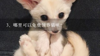 哪里可以免费领养猫咪？