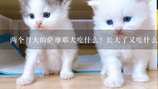 两个月大的萨摩耶犬吃什么？长大了又吃什么哦？