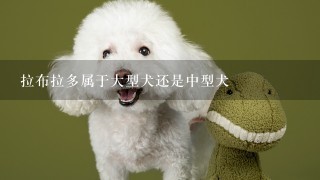 拉布拉多属于大型犬还是中型犬