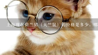 上海现在荷兰猪（天竺鼠）的价格是多少，哪些花鸟市场里有卖？？