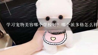 学习宠物美容哪个学校好？哪个派多格怎么样呢？