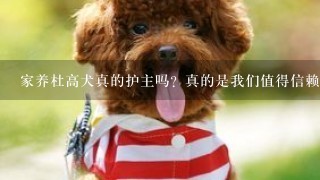 家养杜高犬真的护主吗？真的是我们值得信赖的伙伴吗