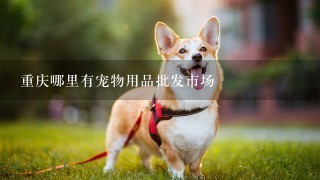 重庆哪里有宠物用品批发市场