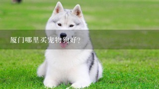 厦门哪里买宠物狗好？