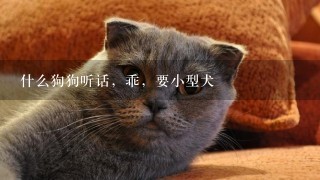 什么狗狗听话，乖，要小型犬