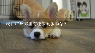 现在广州哪里有流浪狗救助站？