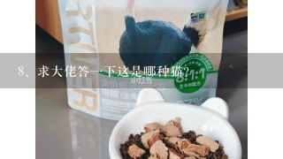 求大佬答一下这是哪种猫？