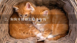 狗狗牙结石去除多少钱