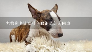 宠物狗老流咖啡色眼泪是怎么回事