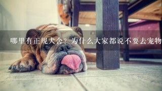 哪里有正规犬舍？为什么大家都说不要去宠物店买？