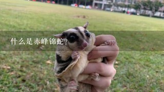 什么是赤峰锦蛇?