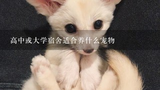 高中或大学宿舍适合养什么宠物