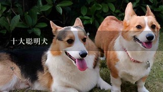 十大聪明犬