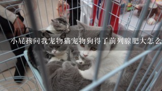 小屁孩问我宠物猫宠物狗得了前列腺肥大怎么办，怎么回答比较妥当？