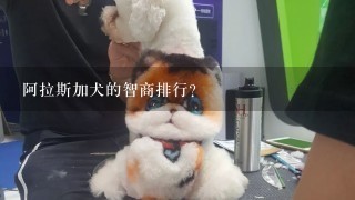 阿拉斯加犬的智商排行？