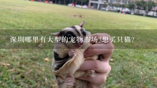 深圳哪里有大型的宠物市场?想买只猫？