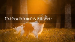 好听的宠物乌龟的名字谁会起？