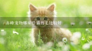 赤峰宠物哪家给猫剪毛比较好