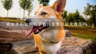 被家里的狗狗爪子划伤需要打狂犬疫苗吗