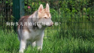 狗狗多大开始可以用磨牙棒？