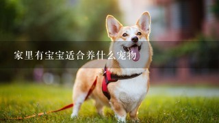 家里有宝宝适合养什么宠物