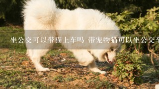 坐公交可以带猫上车吗 带宠物猫可以坐公交车吗