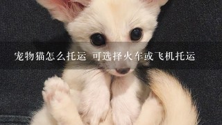 宠物猫怎么托运 可选择火车或飞机托运