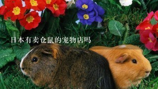 日本有卖仓鼠的宠物店吗