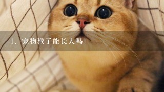 宠物猴子能长大吗