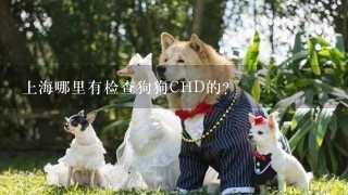 上海哪里有检查狗狗CHD的？