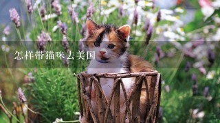 怎样带猫咪去美国