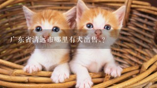 广东省清远市哪里有犬出售.?