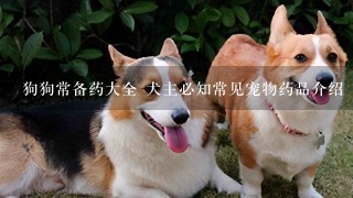 狗狗常备药大全 犬主必知常见宠物药品介绍