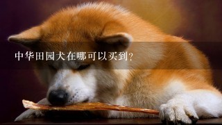 中华田园犬在哪可以买到？