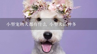 小型宠物犬都有什么 小型犬品种多