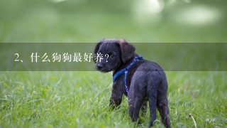 什么狗狗最好养？