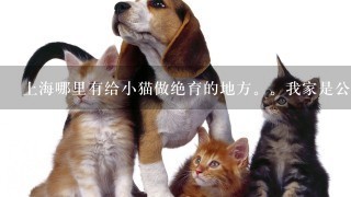 上海哪里有给小猫做绝育的地方。我家是公猫。价