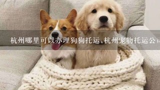 杭州哪里可以办理狗狗托运,杭州宠物托运公司有哪些