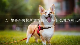 想要买阿拉斯加雪橇犬，从什么地方可以买到好的阿拉