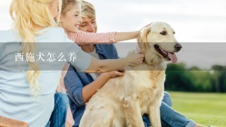 西施犬怎么养