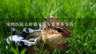 宠物医院去除猫牙结石需要多少钱?