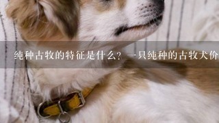 纯种古牧的特征是什么？一只纯种的古牧犬价格大概是