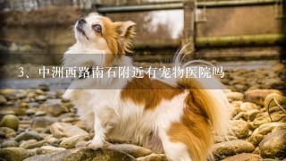 中洲西路南石附近有宠物医院吗