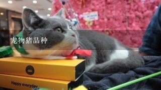 宠物猪品种