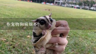 养宠物狗麻烦不？